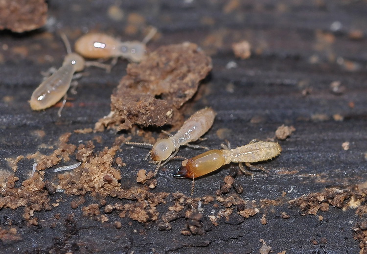 Termiti pantesche: Reticulitermes lucifugus